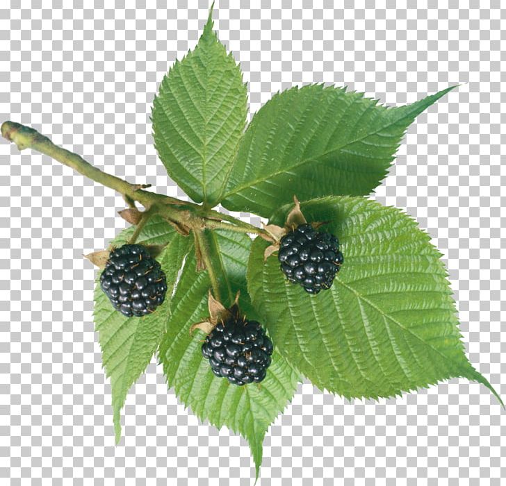 BlackBerry PNG, Clipart, Berry, Bramble, Chokeberry, Dewberry, Dia Free PNG Download