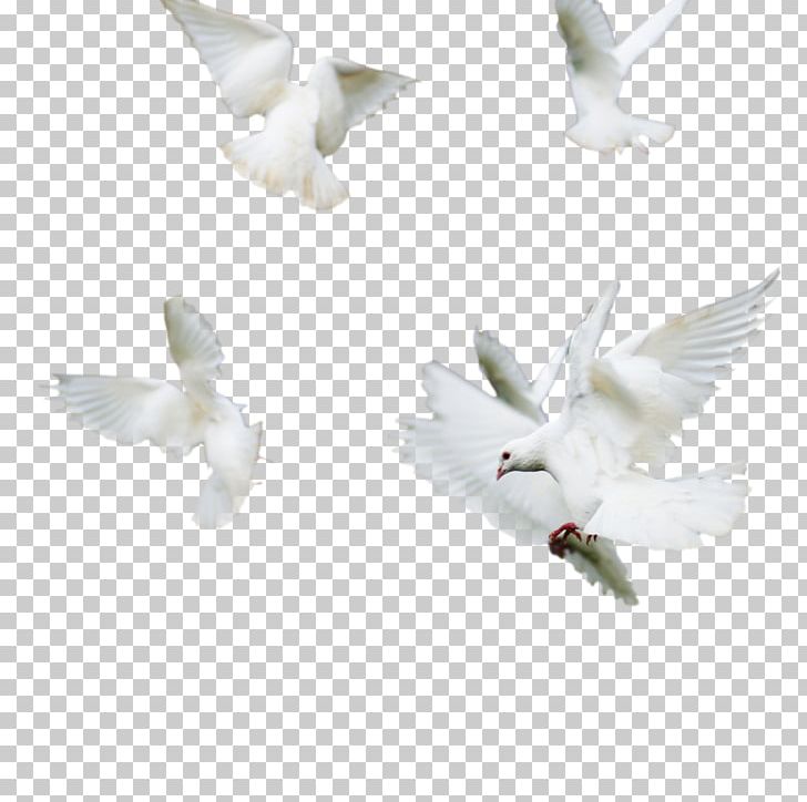 Rock Dove Columbidae Bird Portable Network Graphics PNG, Clipart, Animals, Beak, Bird, Columbidae, Doves As Symbols Free PNG Download