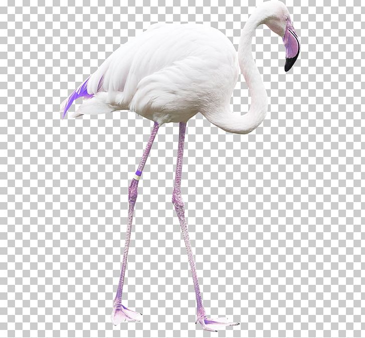 Bird Greater Flamingo Parrot PNG, Clipart, Animals, Beak, Bird, Crane, Crane Like Bird Free PNG Download