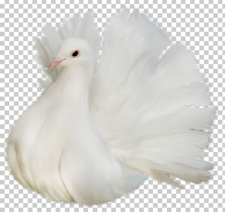 Columbidae Bird PNG, Clipart, Animal, Art White, Beak, Beautiful, Bird Free PNG Download