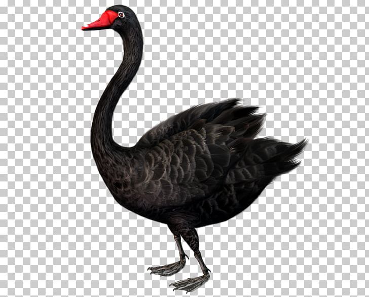 The Black Swan Impact Of Highly Improbable The Black Swan Impact Of Highly Improbable
