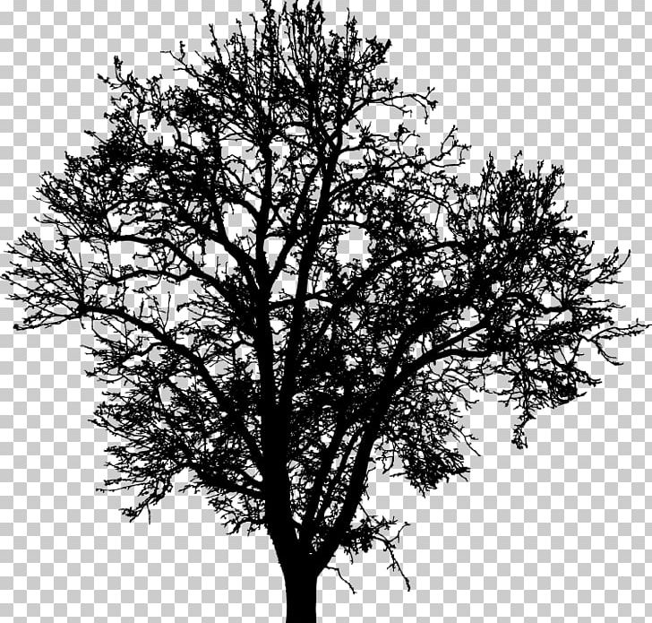 Twig Tree PNG, Clipart, Barren, Black And White, Branch, Computer Icons, Drawing Free PNG Download