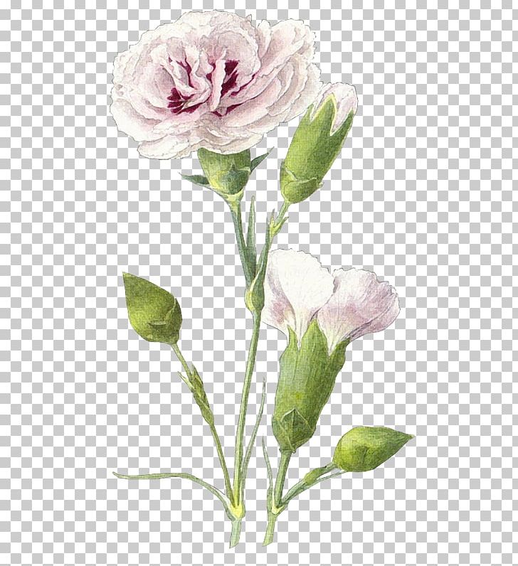 Victory Day Centifolia Roses Drawing Photography PNG, Clipart, 9 May, Flower, Miscellaneous, Others, Painting Free PNG Download