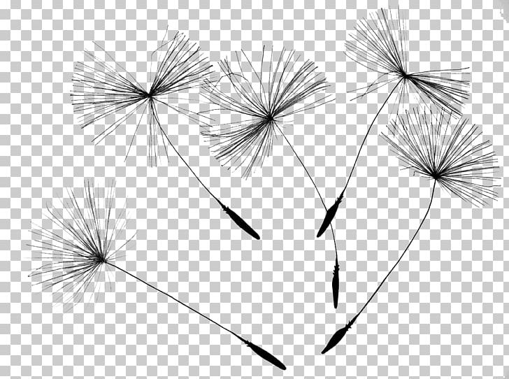 Common Dandelion Drawing Flower Seed PNG, Clipart, Amazoncom, Black, Black, Black And White, Calendar Free PNG Download