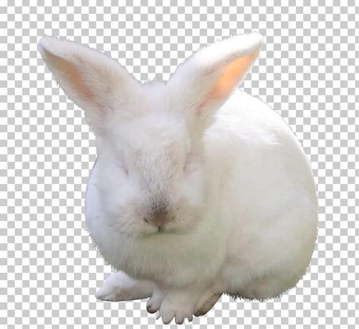 Domestic Rabbit Hare Fauna Snout PNG, Clipart, Domestic Rabbit, Fauna, Hare, Kits, Lapin Free PNG Download