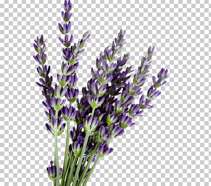 English Lavender Lavandula Dentata French Lavender Lavender Oil Flower PNG, Clipart, Bentonite, Bud, Common Sage, English Lavender, Essential Oil Free PNG Download