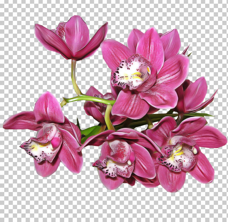 Cut Flowers Herbaceous Plant Moth Orchids Flower Petal PNG, Clipart, Biology, Cut Flowers, Flower, Herbaceous Plant, Lilac M Free PNG Download