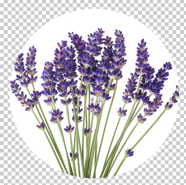 English Lavender Stock Photography Flower Plant French Lavender PNG, Clipart, Cut Flowers, English Lavender, Essential Oil, Flower, Flowering Plant Free PNG Download