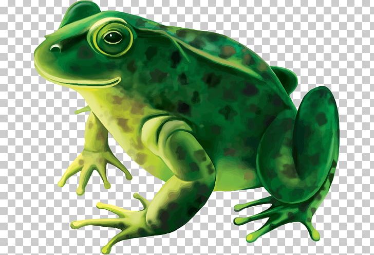 Frog Stock Photography PNG, Clipart, Amphibian, Animals, Bullfrog, Frog, Green Free PNG Download