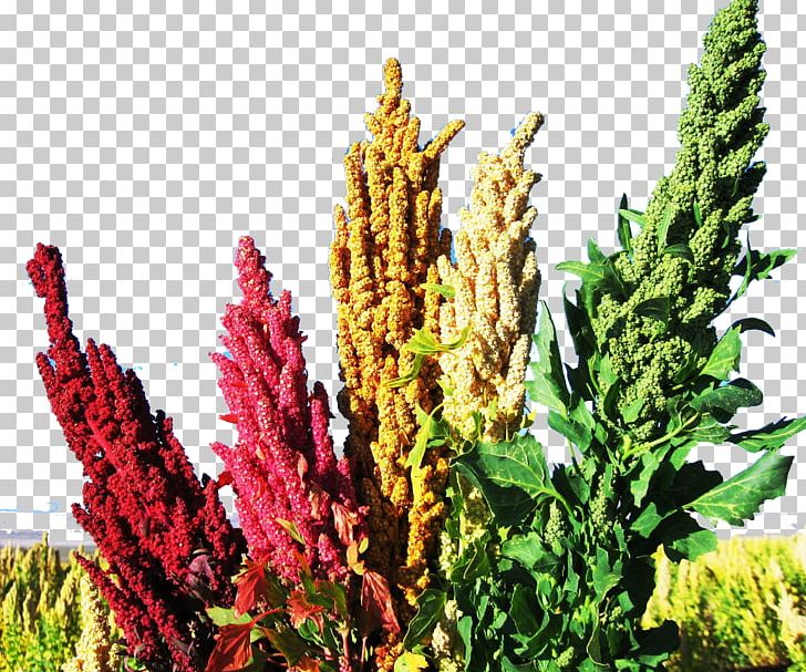 Quinoa Food Plant Seed Vegetable PNG, Clipart, Amaranth, Amaranth Family, Ancient Grains, Annual Plant, Cereal Free PNG Download
