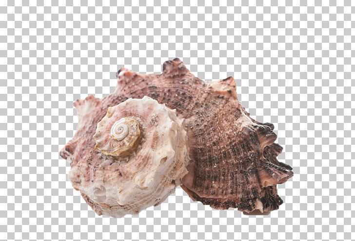 Seashell PNG, Clipart, Animals, Animal Source Foods, Beach, Clams Oysters Mussels And Scallops, Conch Free PNG Download