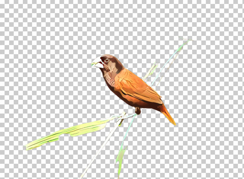 Bird Beak Finch Songbird Perching Bird PNG, Clipart, Beak, Bird, Emberizidae, Finch, Perching Bird Free PNG Download