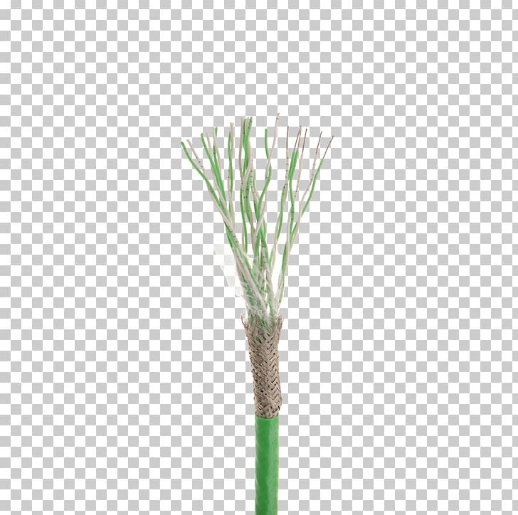 Allium Fistulosum Welsh Cuisine Plant Stem Grasses PNG, Clipart, Allium, Allium Fistulosum, Grass, Grasses, Grass Family Free PNG Download