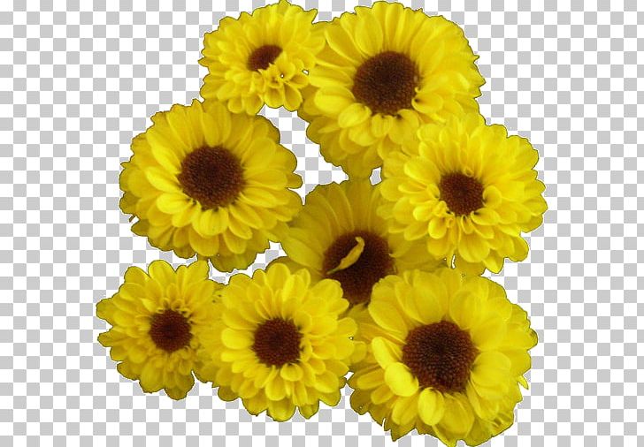 Common Sunflower Yellow Blume Cut Flowers PNG, Clipart, Annual Plant, Blume, Calendula, Chrysanthemum, Chrysanths Free PNG Download