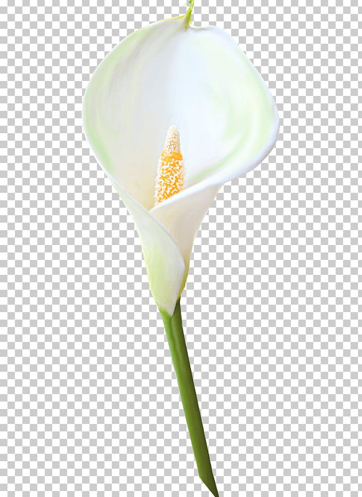 Arum-lily Calla Flower Arum Lilies PNG, Clipart, Alismatales, Arum, Arum Family, Arum Lilies, Arum Lily Free PNG Download