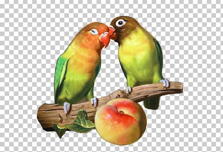Budgerigar Lovebird Parakeet PNG, Clipart, Animals, Beak, Bird, Budgerigar, Common Pet Parakeet Free PNG Download