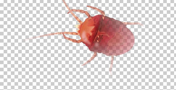 Insect K2 Close-up Parasitism L7 PNG, Clipart, Animals, Ant, Anthony Mcpartlin, Arthropod, Bug Free PNG Download