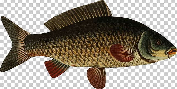 Koi Carp Fishing Goldfish PNG, Clipart, Animal Figure, Bass Fishing, Bony Fish, Carp, Carp Fishing Free PNG Download