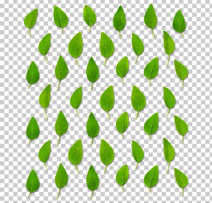 Leaf Plant Stem Petal Line Font PNG, Clipart, Basil Leaf, Grass, Green, Leaf, Line Free PNG Download