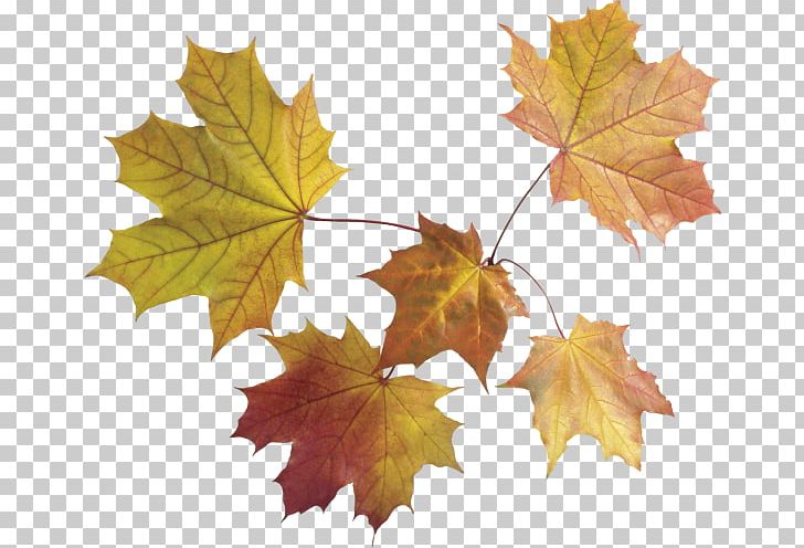 Maple Leaf Autumn Leaf Color PNG, Clipart, Autumn, Autumn Leaf Color, Autumn Leaves, Deciduous, Download Free PNG Download