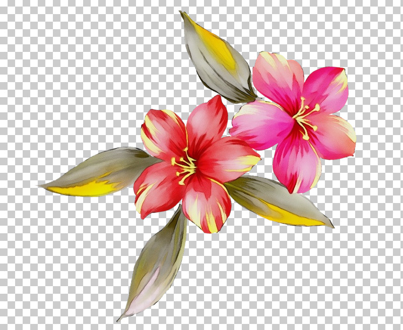 Flower Petal Plant Watercolor Paint Pink PNG, Clipart, Amaryllis Belladonna, Amaryllis Family, Blossom, Flower, Frangipani Free PNG Download
