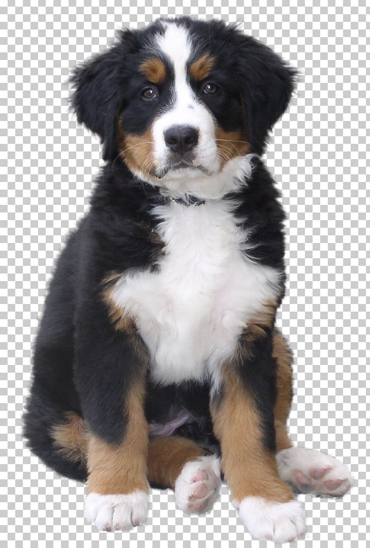 Bernese Mountain Dog Puppy Greater Swiss Mountain Dog Dog Breed PNG, Clipart, Animals, Bernese Mountain Dog, Bone, Bone Dog, Canidae Free PNG Download