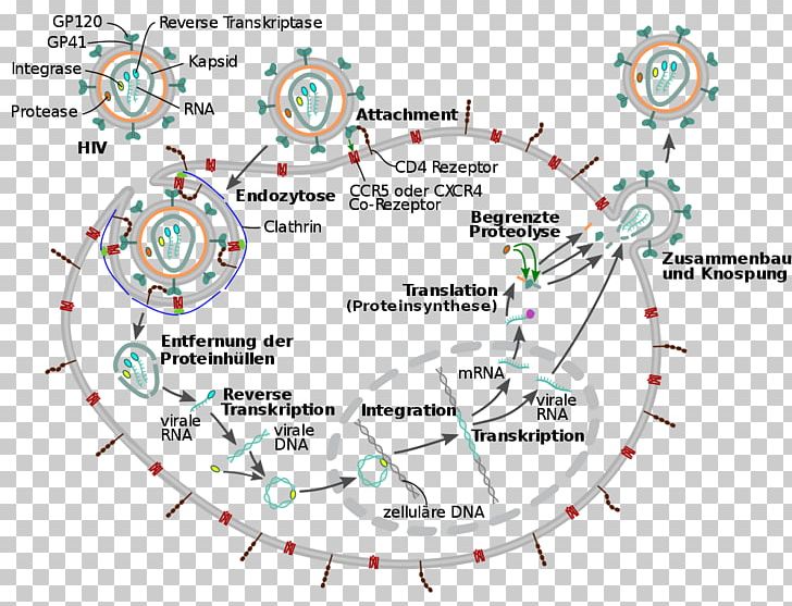 Management Of HIV/AIDS Virus Viral Life Cycle PNG, Clipart, Aids, Aids Virus, Area, Circle, Diagram Free PNG Download