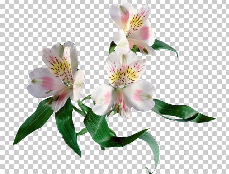 Studiyabuketov.rf Flower Bouquet Garden Roses Gedichte PNG, Clipart, Alstroemeriaceae, Artikel, Cut Flowers, Fact, Floral Design Free PNG Download