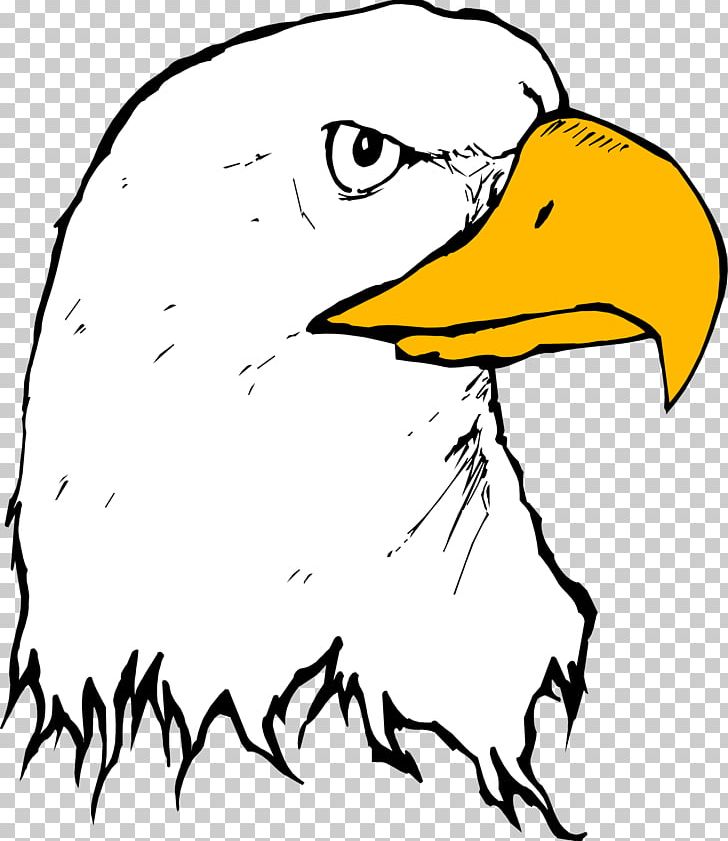 Bald Eagle Beak PNG, Clipart, Animals, Area, Art, Artwork, Bald Eagle Free PNG Download