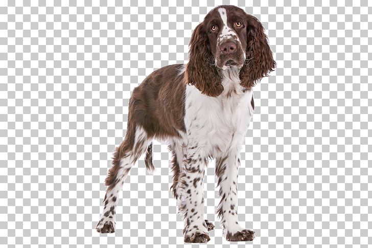 Field Spaniel English Springer Spaniel Welsh Springer Spaniel French Spaniel Drentse Patrijshond PNG, Clipart, Breed, Carnivoran, Cock, Companion Dog, Dog Free PNG Download