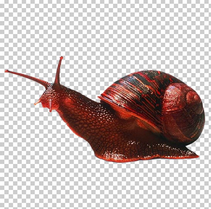 Gastropods Caracol Cephalopod Snail Invertebrate PNG, Clipart, Animal, Animals, Caracol, Caracola, Cartoon Snail Free PNG Download