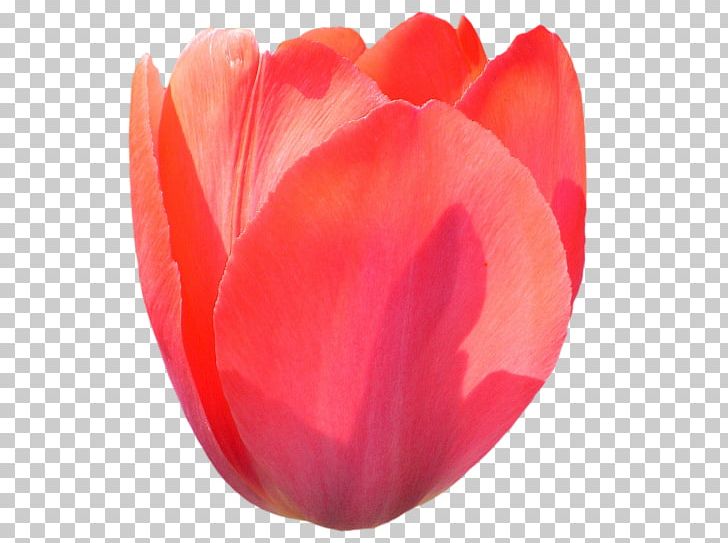 Tulip Flower Peony Liliaceae Petal PNG, Clipart, 1800flowers, Closeup, Coquelicot, Flower, Flowering Plant Free PNG Download