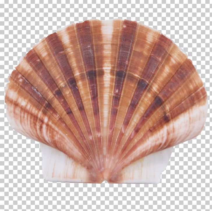 Cockle Seashell Clam Mussel Oyster PNG, Clipart, Animals, Clam, Clams Oysters Mussels And Scallops, Cockle, Conchology Free PNG Download
