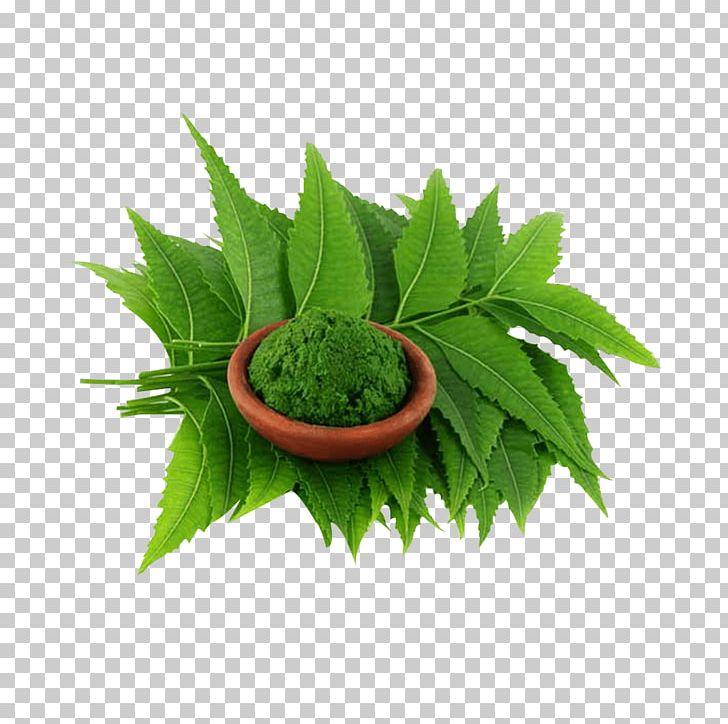 Neem Tree Neem Oil Extract Plant Amazon.com PNG, Clipart, Amazon.com, Amazoncom, Azadirachta, Bark, Cannabis Free PNG Download