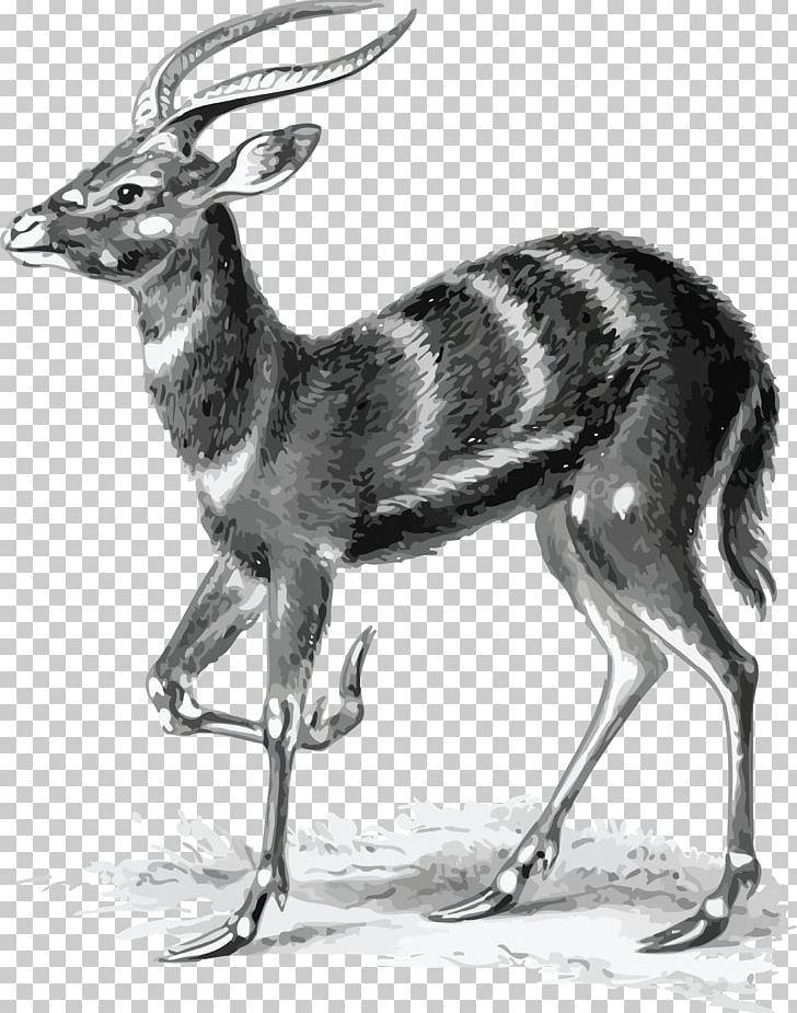 Art Forms In Nature Antelope Sitatunga Pronghorn Biologist PNG, Clipart, Animals, Antelope, Biologist, Black And White, Cow Goat Family Free PNG Download