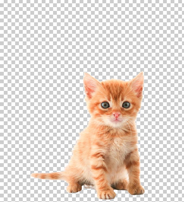 Kitten Tabby Cat PNG, Clipart, Animal, Animals, Carnivoran, Cat, Cat Like Mammal Free PNG Download