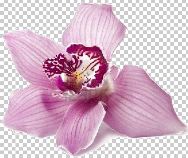 Metamorphoses Flower Achilles Orchids Greek Mythology PNG, Clipart, Achilles, Color, Cut Flowers, Flower, Flowering Plant Free PNG Download
