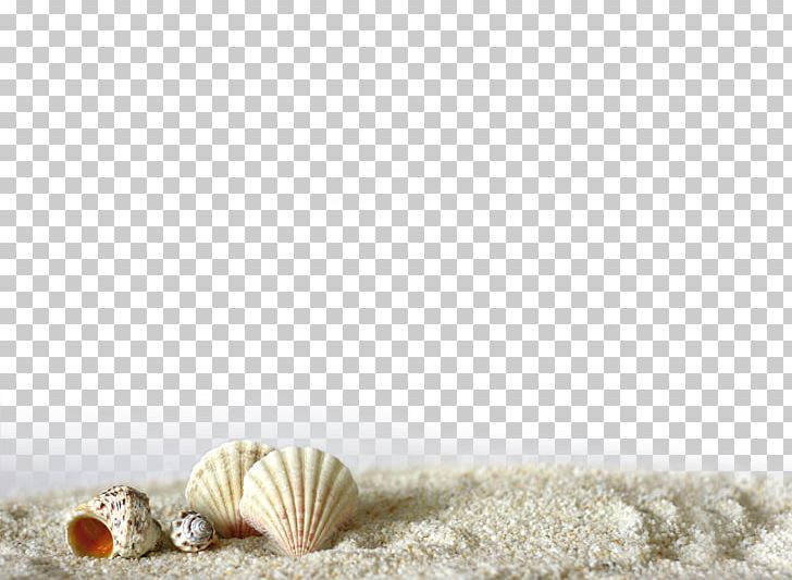 beach sand with shells png