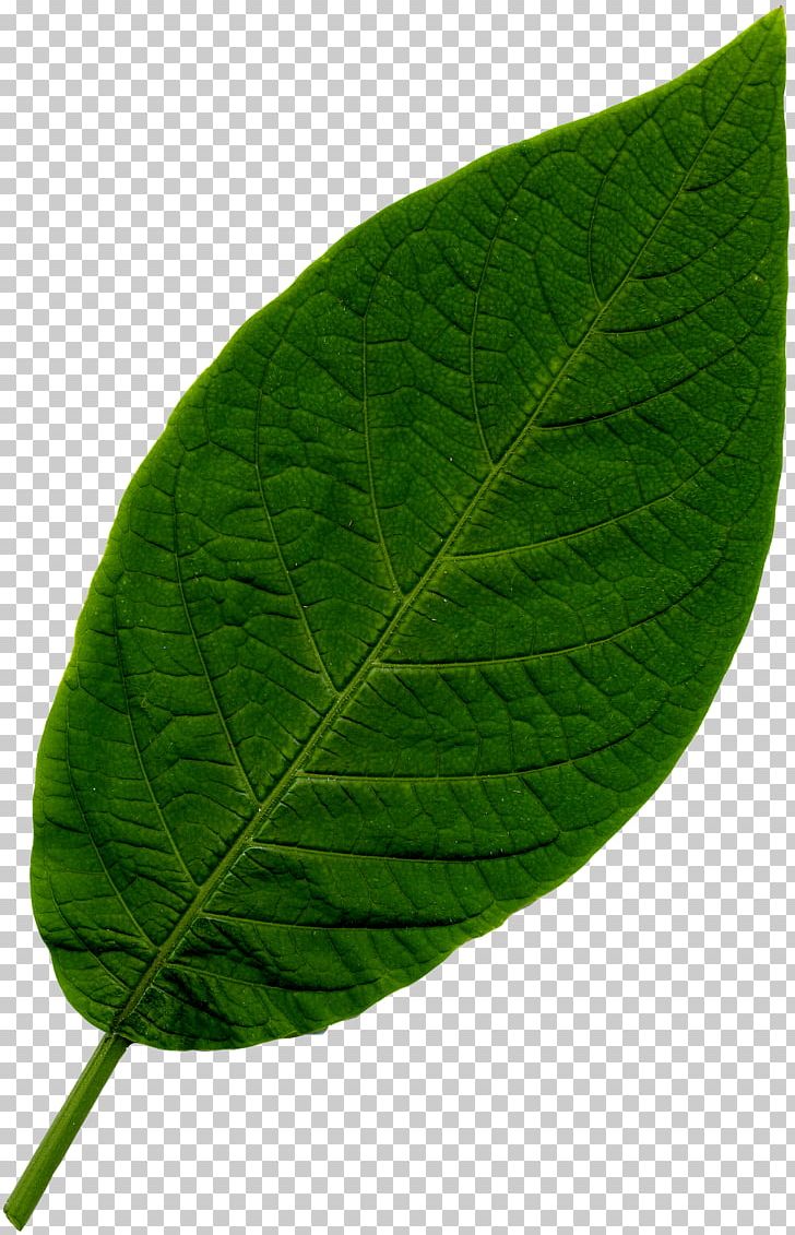 Leaf Vegetable Drawing Photography PNG, Clipart, Animation, Description, Drawing, Herb, Illustrator Free PNG Download