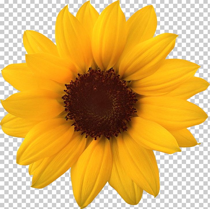 Common Sunflower Sunflower Seed PNG, Clipart, Common Sunflower, Daisy Family, David Sunflower Seeds, Flower, Flowering Plant Free PNG Download
