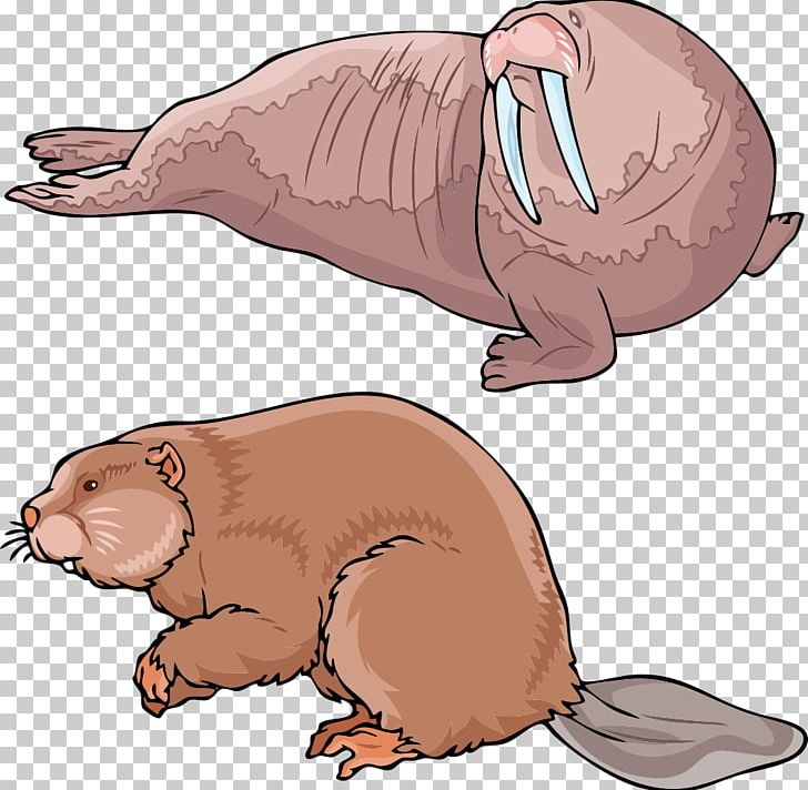 Earless Seal Walrus Sea Lion Beaver PNG, Clipart, Animal, Animal Illustration, Animals, Balloon Cartoon, Carnivoran Free PNG Download