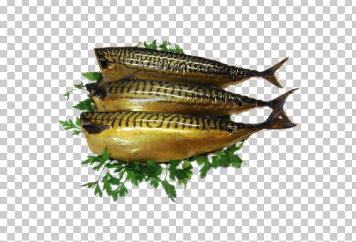 Kipper Atlantic Mackerel Oily Fish PNG, Clipart,  Free PNG Download