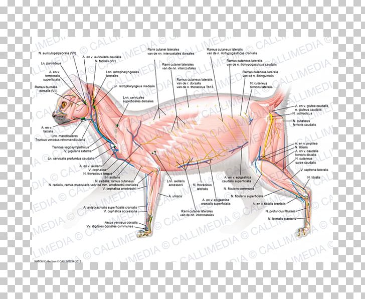 Muscle Cat Human Body Carnivora Muscular System PNG, Clipart, Anatomy, Animals, Arm, Blood Vessel, Carnivora Free PNG Download
