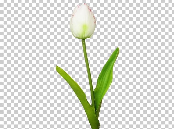 Tulip Cut Flowers Plant Stem Bud Petal PNG, Clipart, Bud, Cut Flowers, Flower, Flowering Plant, Flowers Free PNG Download