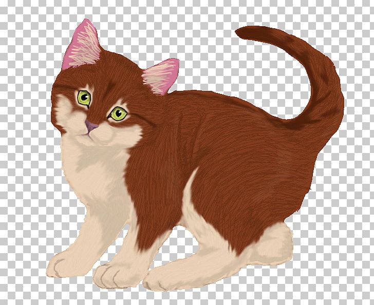 American Wirehair Manx Cat European Shorthair Kitten Whiskers PNG, Clipart, Abyssinian, Abyssinian Cat, American Wirehair, Animal, Animals Free PNG Download