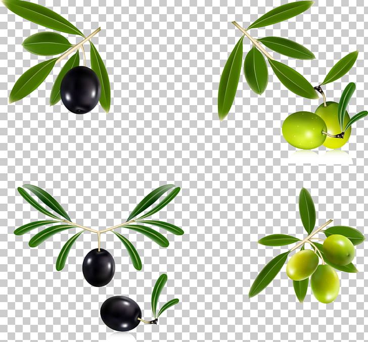 Olive Oil Olive Leaf Olive Wreath PNG, Clipart, Bottles Paste, Branch, Branches, Branch Vector, Cooking Oil Free PNG Download