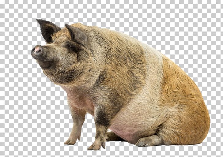 Stock Photography Livestock PNG, Clipart, Animal, Animals, Biological, Boar, Dog Breed Free PNG Download