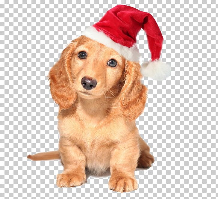 Dachshund Australian Cattle Dog Yorkshire Terrier Puppy Pet PNG, Clipart, Carnivoran, Christmas Background, Christmas Decoration, Christmas Frame, Christmas Hat Free PNG Download