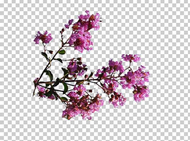 Pink Flowers Digital Art PNG, Clipart, Art, Blossom, Branch, Cherry Blossom, Deviantart Free PNG Download