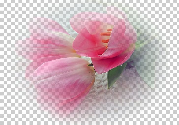 Cabbage Rose Garden Roses Petal Camellia Close-up PNG, Clipart, Blossom, Camellia, Closeup, Closeup, Flower Free PNG Download